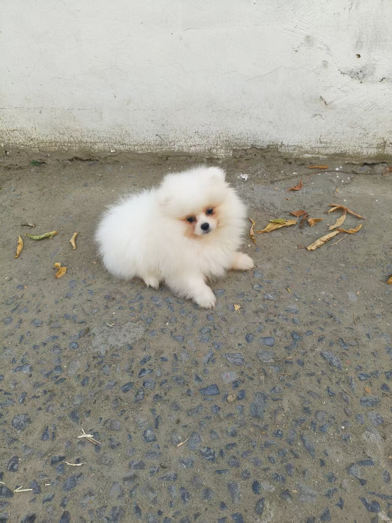 美系浅圆脸短版